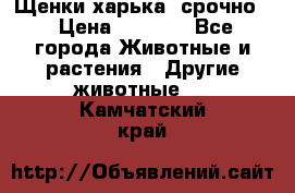 Щенки харька! срочно. › Цена ­ 5 000 - Все города Животные и растения » Другие животные   . Камчатский край